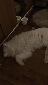the last photo of olivia i took before she died